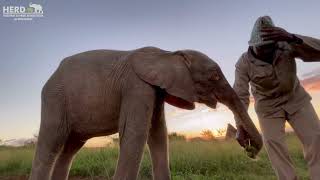 Khanyisa heads off in her own direction & Limpopo hurries to collect her | A walk with the elephants