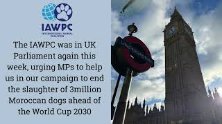 IAWPC Returns to UK Parliament: Urgent Action Needed to Stop Morocco’s Dog Killings