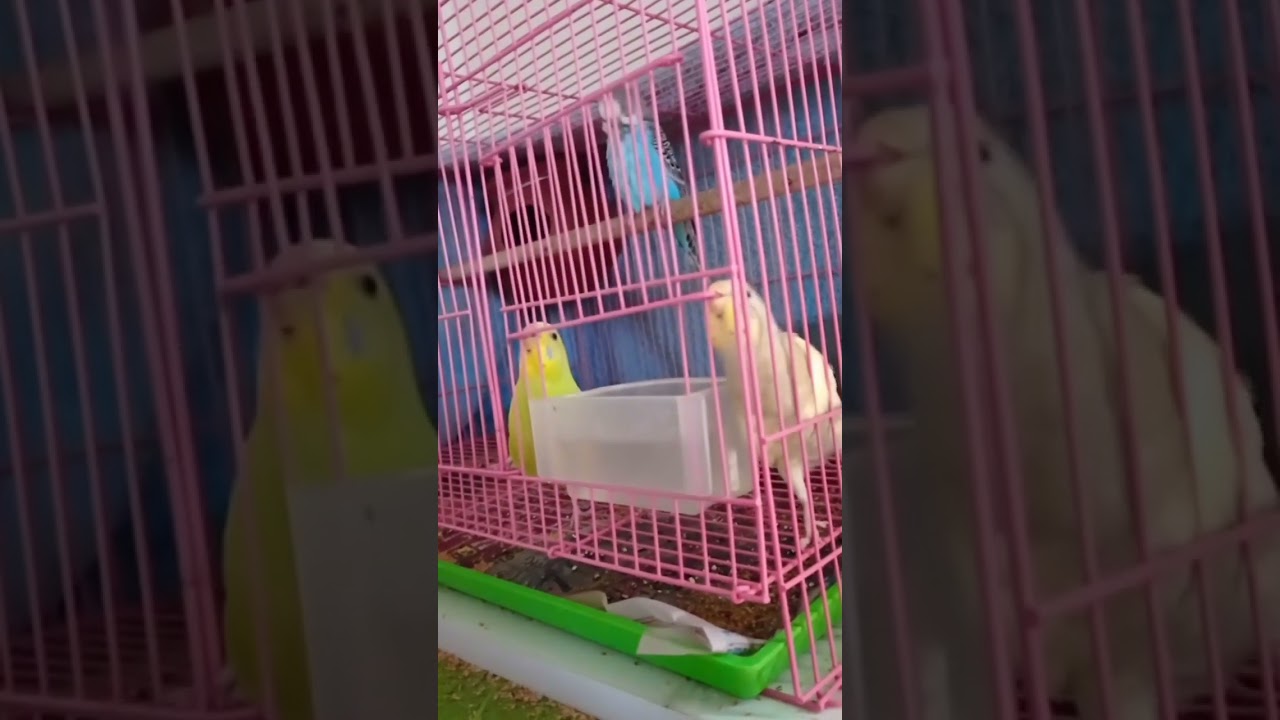Bird's trying to escape from cage 