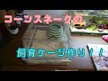 コーンスネークの飼育ケージ作り！