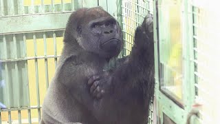 Is Father Momotaro's Husbandry Training an EKG? Date taken 2024.5.5 by きょうのゴリラ Gorilla today 1,314 views 9 days ago 18 minutes