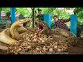 72 HOURS Trapped With a GIANT PYTHON 😱 | Python Breaks Into the Farm and Lays Eggs