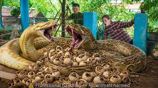 Famous 72 HOURS Trapped With a GIANT PYTHON 😱 | Python Breaks Into the Farm and Lays Eggs Net Worth