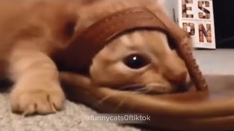 Part 3 | Funny Cats Meowing! Funny cat videos 😹🤣