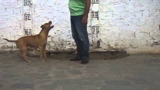 Stealheads Rojo Of Biocanis23012015