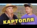 Картопля по-селянськи: як Теща та Зять саджають картоплю на городі?