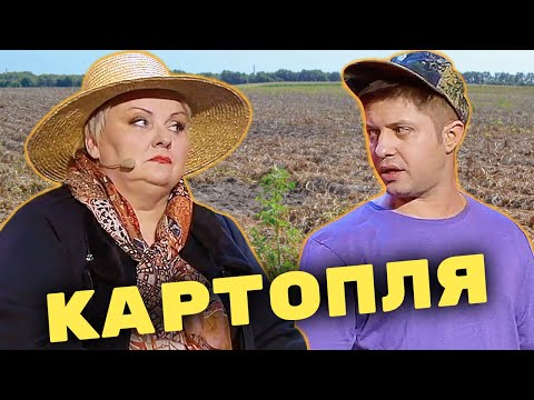 Видео: Картопля по-селянськи: як Теща та Зять саджають картоплю на городі?