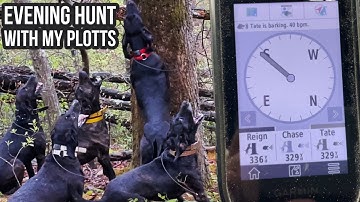 EVENING HUNT WITH MY PLOTTS!