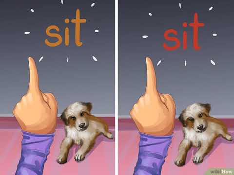 Vídeo: Com entrenar un gos mandrós: 7 passos (amb imatges)