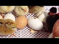 Incubación de 12 huevos de gallinas