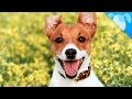 Jack Russell Terrier Facts