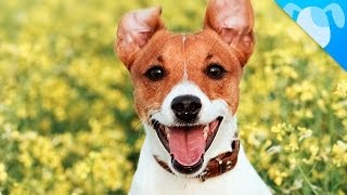 Jack Russell Terrier Facts