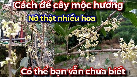 Cách chăm sóc bón phân để cho cây mộc hương nở nhiều hoa