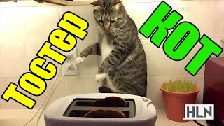 КОТЫ И ТОСТЕРЫ!!! Тостеры атакуют котов!!!