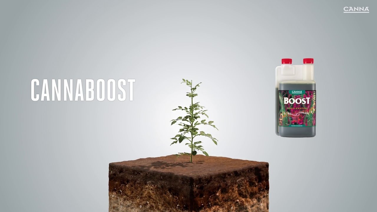 (Испания) КАННАБУСТ