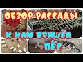 Как растет моя рассада / Что стало с цыплятами🤔