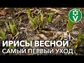 СДЕЛАЙТЕ ЭТО С ИРИСАМИ ВЕСНОЙ ДЛЯ ПОТРЯСАЮЩЕГО ЦВЕТЕНИЯ!