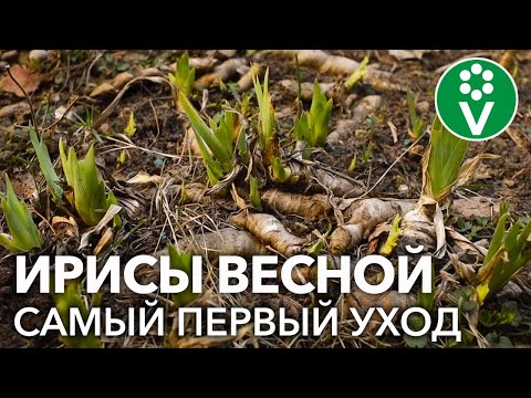 Сделайте это с ирисами весной для потрясающего цветения!