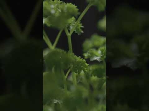 ما فوائد البقدونس لصحة الجهاز التنفسي والربو