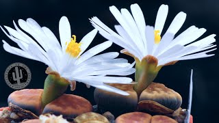 картинка: 🌸 Цветение Литопсов и Конофитумов 🌸