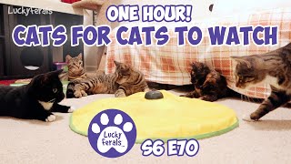 Cats For Cats To Watch  ONE HOUR!  Cat Videos * Cats Playing * Entertainment For Cats  S6 E70