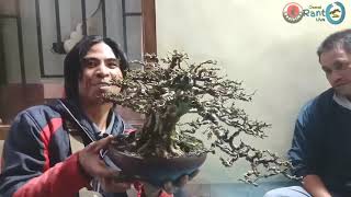 Bonsai Kelas Sultan Koleksi Ketua Bonsai Lambar Dipamnas Lambar 2021