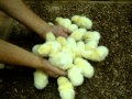 【NOAH animal channel：可愛い動物シリーズ2】ヒヨコの学校：Come here! Chicks : by The Inner City Zoo NOAH