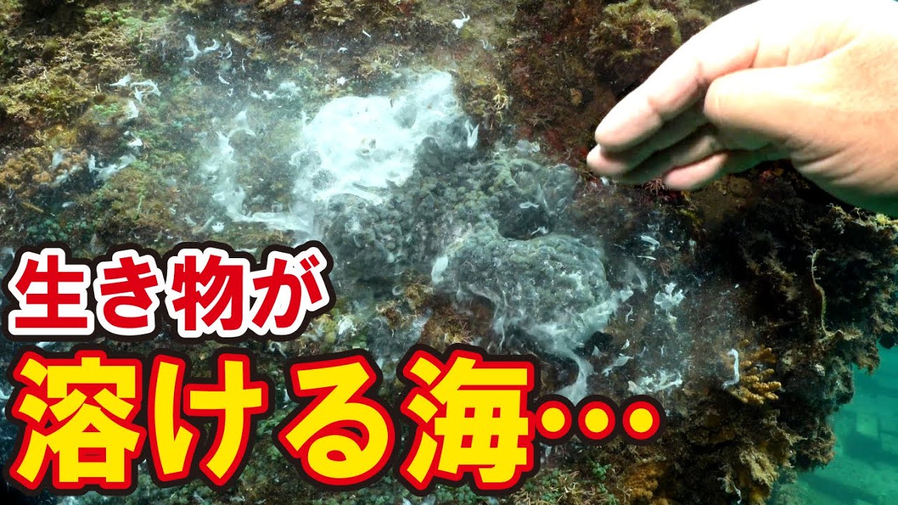 生き物が溶ける海の異変…原因を探った結果…