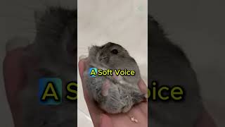 Signs Your Hamster Is Scared 😰🐹 #hamster #cutepets