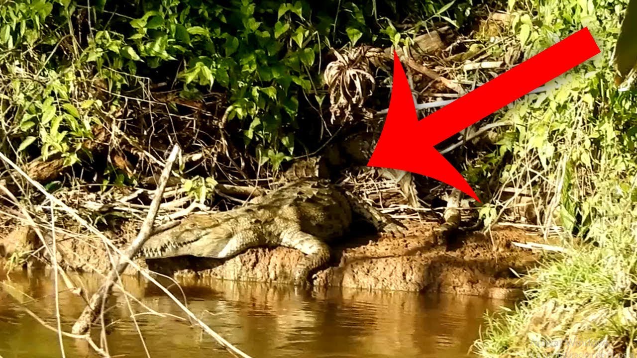 Captan Cocodrilo en Canales de Tortuguero. - YouTube