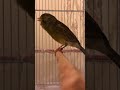 تمبرادو ابو عبداللة 2019 birds_kuwait87 mp3