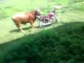 MOTOSİKLETE TECAVÜZ EDEN AZGIN BOĞA :D