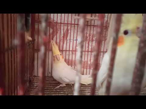 للبيع قص كوكتيل لاتينى عين حمر بعياله حجم وصحه ماشاء الله وريش متستف البيع بالمشتملات