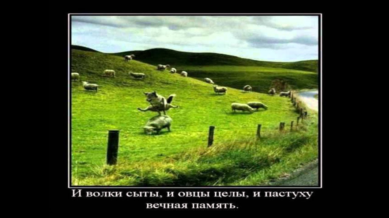 Пословица волки сыты овцы целы. Овцы сыты и волки. Волки сыты. И волки сыты и овцы целы и пастуху Вечная память. И волки сыты и овцы целы прикол.