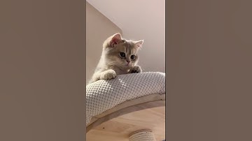 Perfect loop 😍😂#cat #funny #catfun #funnycat #funnyvideos