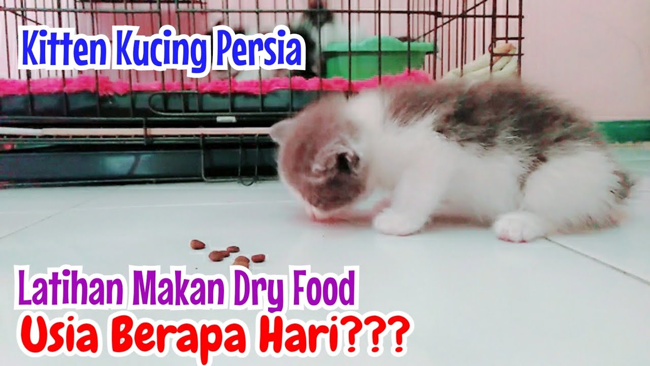 Makanan anak kucing umur 1 bulan