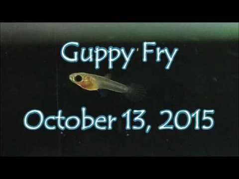 Newborn Guppy Fry // October 13, 2015 (HD) - YouTube