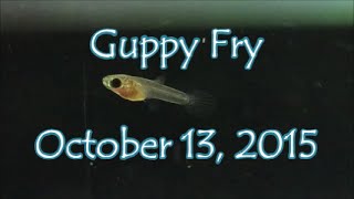 Newborn Guppy Fry // October 13, 2015 (Hd)