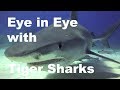 Diving Bahamas #01 - Auge in Auge mit Tigerhaien / Eye of the Tiger Tiger Beach - Hans-Peter Endler