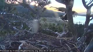 Big Bear Nest - Spirit's fledge 5\/31\/22