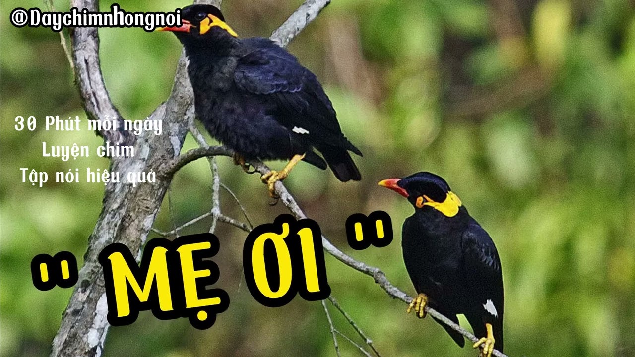 Dạy Nhồng (Yểng) nói - Cưỡng - Vẹt - Sáo Nói Nhanh Chóng - Hiệu Quả | Dạy Chim nói 