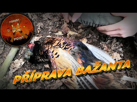 Zpracování a příprava bažanta v přírodě/Bushcraft cooking pheasant.