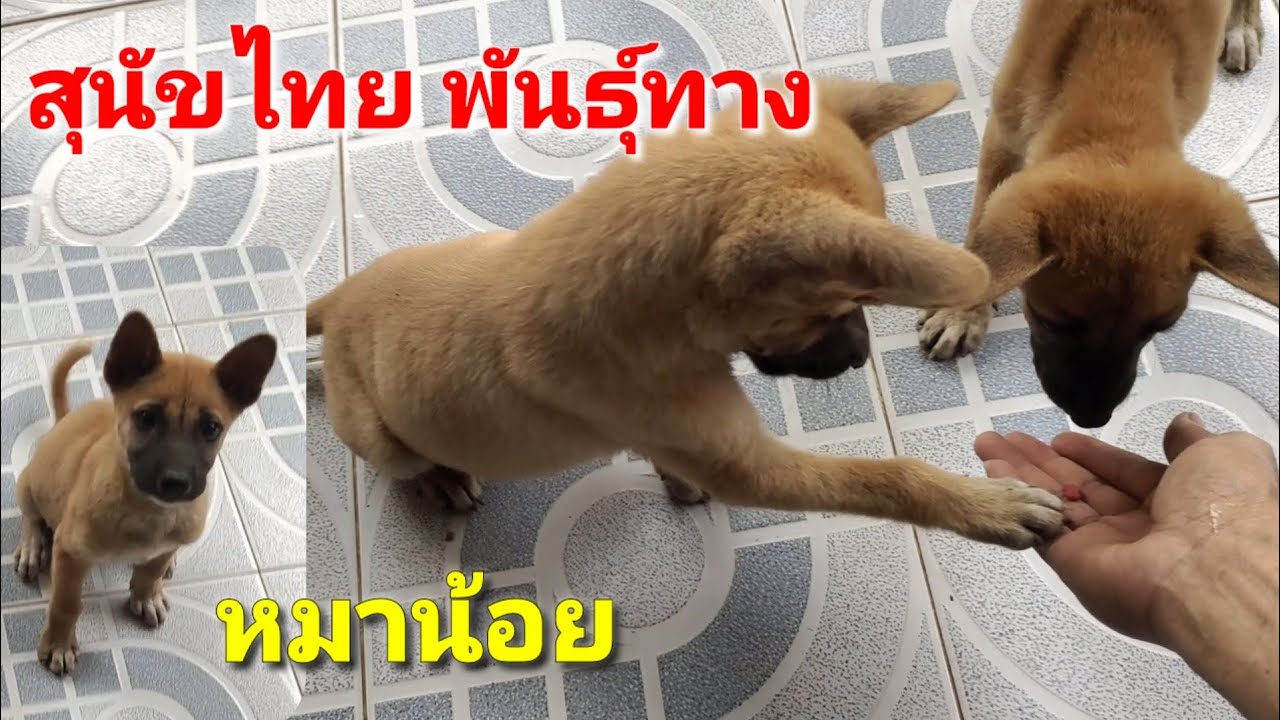 สุนัขไทยพันธุ์ทาง #หมาน้อย - Youtube