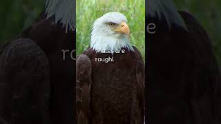 How Big Are Bald Eagles?