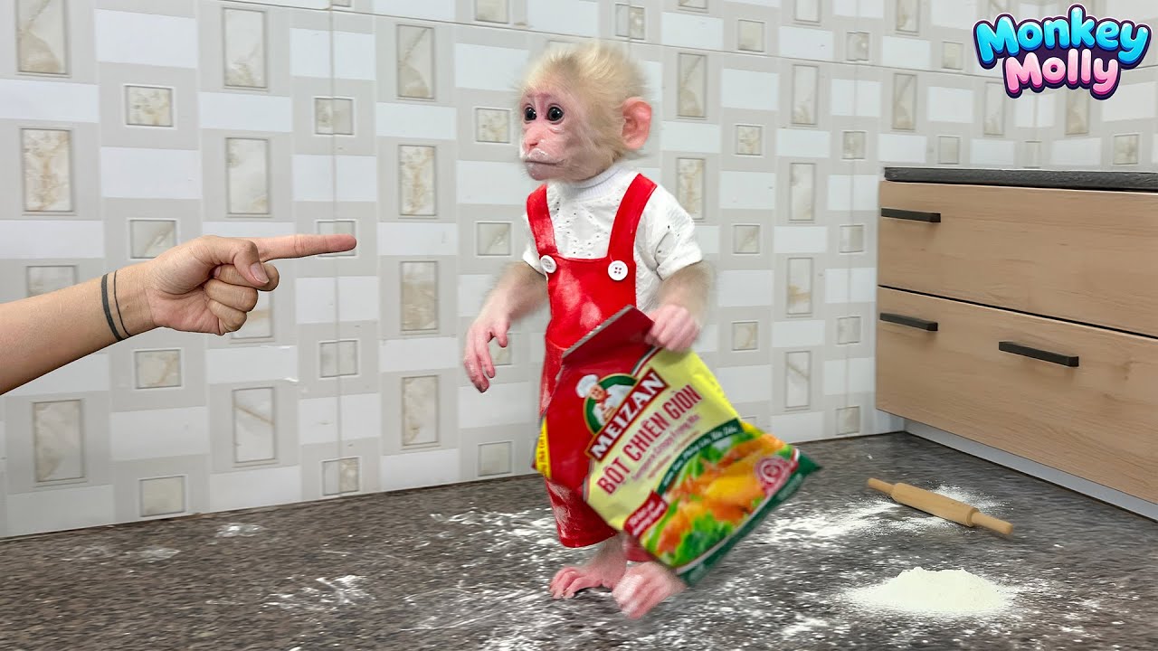 Naughty Baby Monkey Molly makes a mess in the kitchen and  sister's reaction
