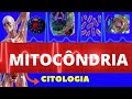 MITOCÔNDRIA - ESTRUTURAS E FUNÇÕES - ENSINO SUPERIOR - ENTENDA TUDO DE MITOCÔNDRIA - CITOLOGIA