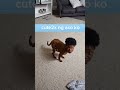 cute ng aso ko🤣. #viralvideo #funny #comedyfilms