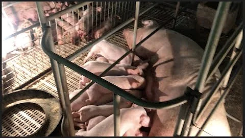 Integrated Farming: Piggery Farming, Native Chicken, Tilapia, and Broiler Chicken