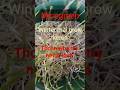 Microgreens# how to grow microgreens #  microgreen grow easy #homegardening #organic#siya#minivlog