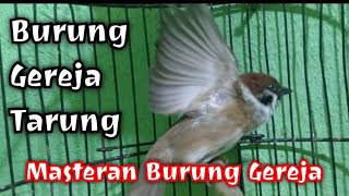 Burung gereja gacor tembakan rapat